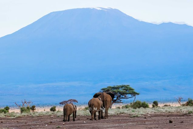 Amboseli safari pack up safaris
