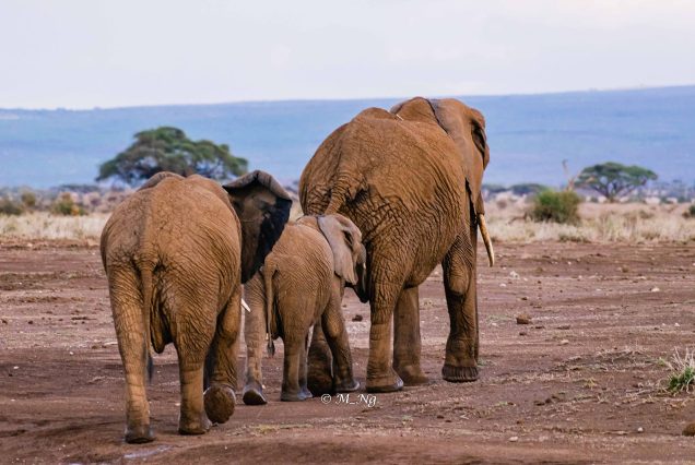6 Days Masai Mara/ Amboseli -All Exclusive
