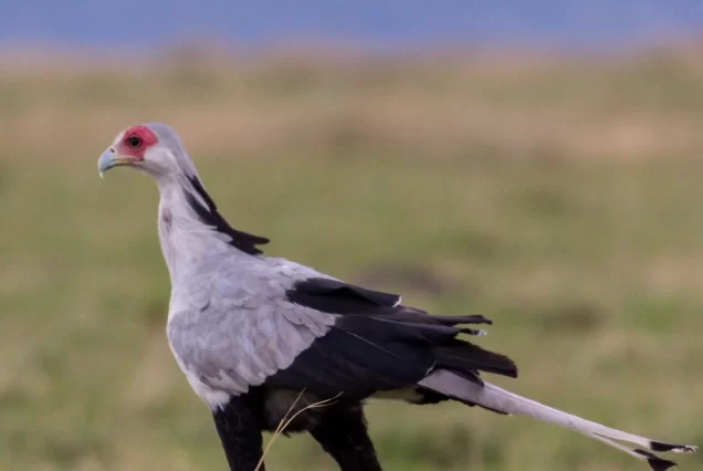 Bird Shooting, South Africa