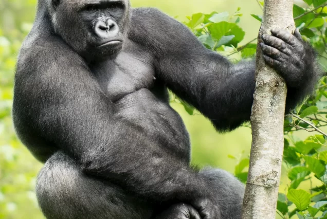 7 Days Rwanda Primates & Kivu