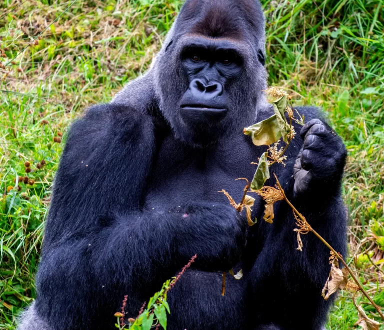 Jungle Kings