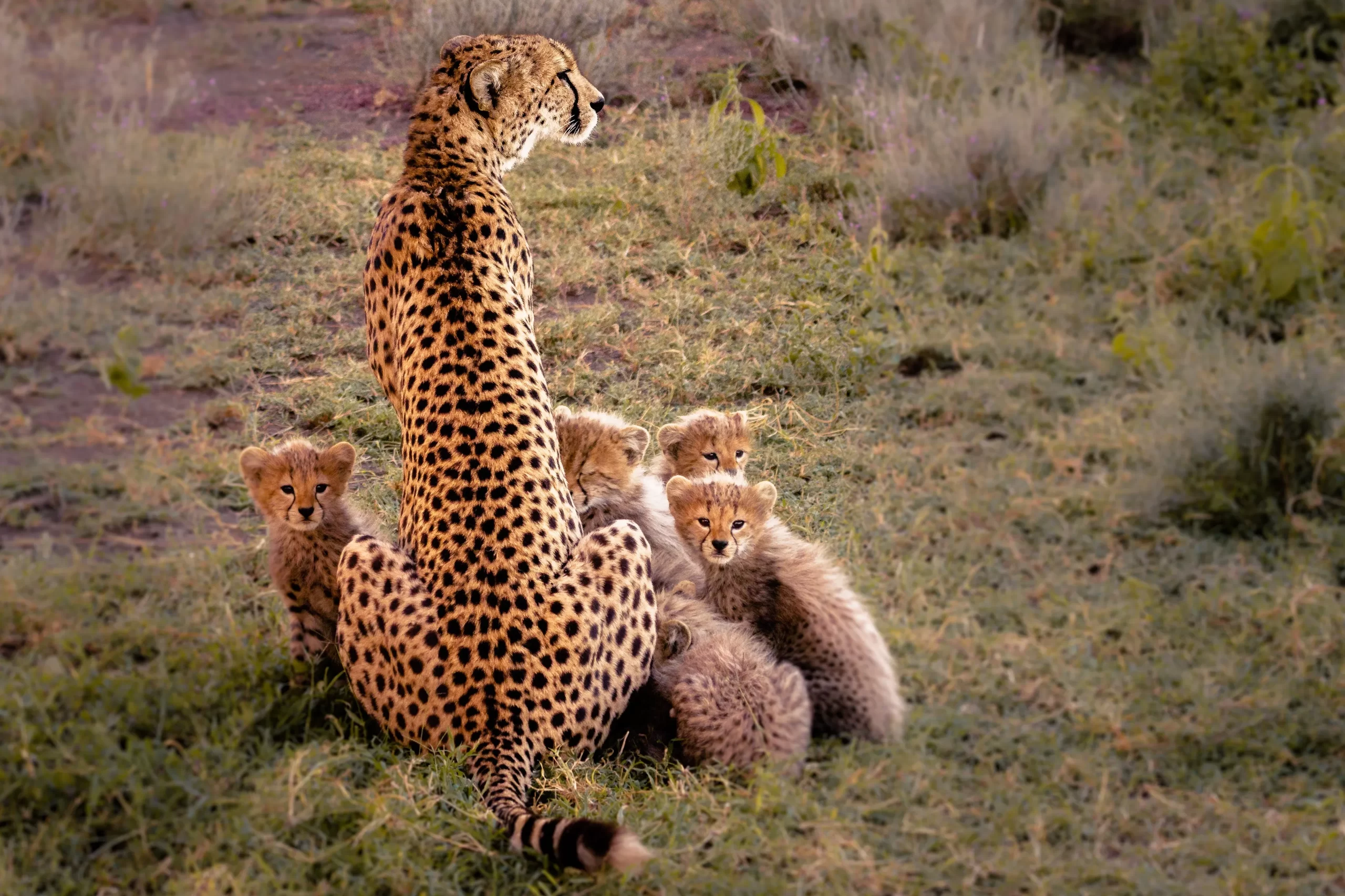 3 days jambo mara-group safari