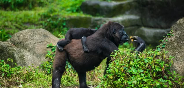 Rwanda Safari Holidays