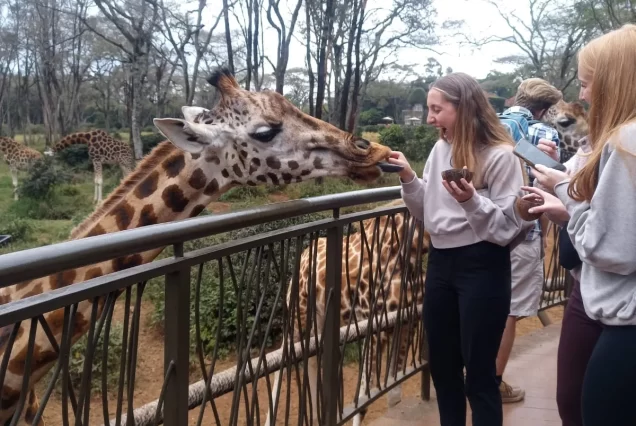 Giraffe visit & Nairobi park