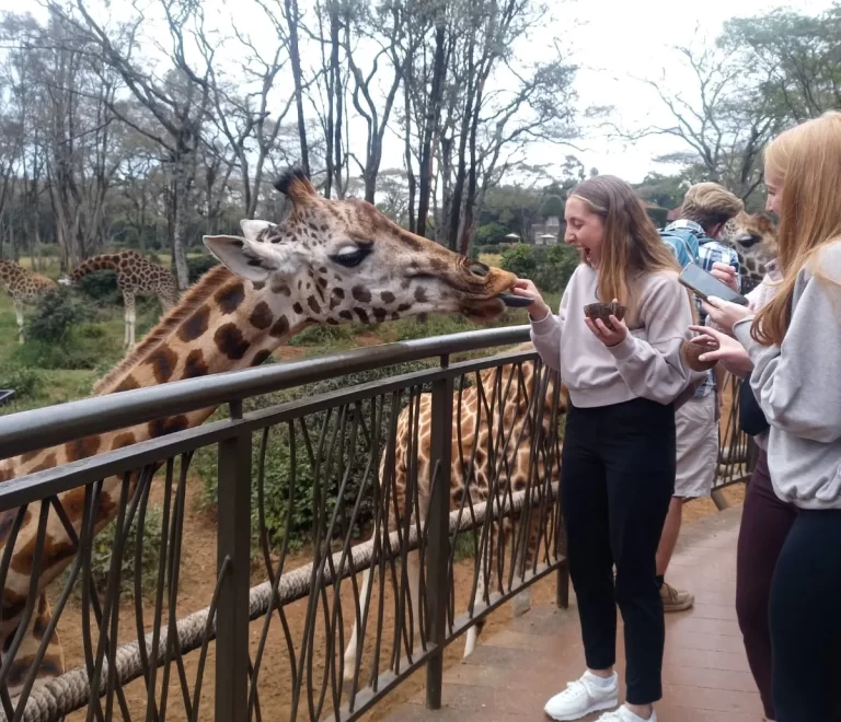 Feeding Wild Animals