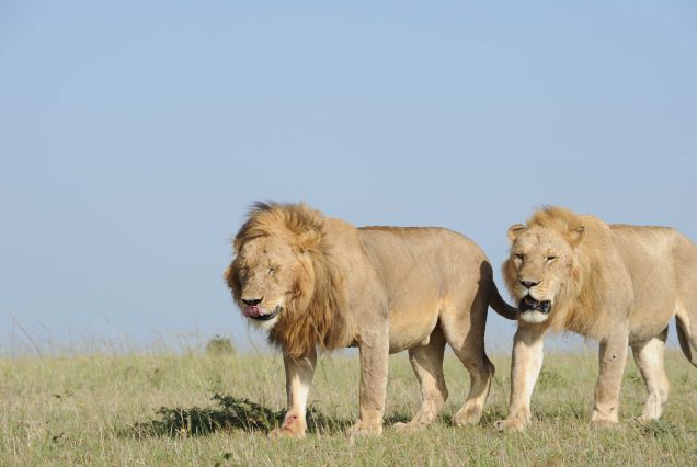 Nairobi park Safari tour