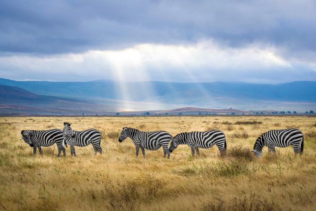 Safari Day trip - Ngorongoro crater