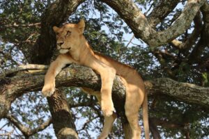 climbing lions