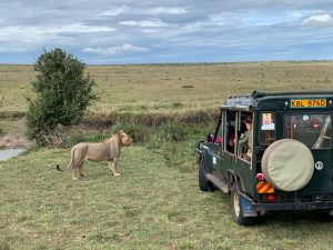 masai mara affordable safari