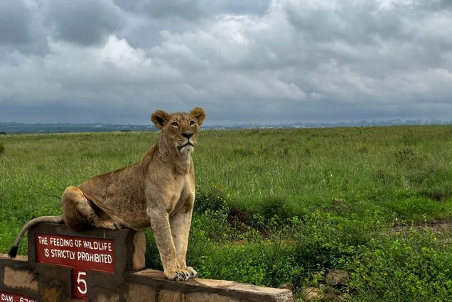 Nairobi park safari with pack up safaris