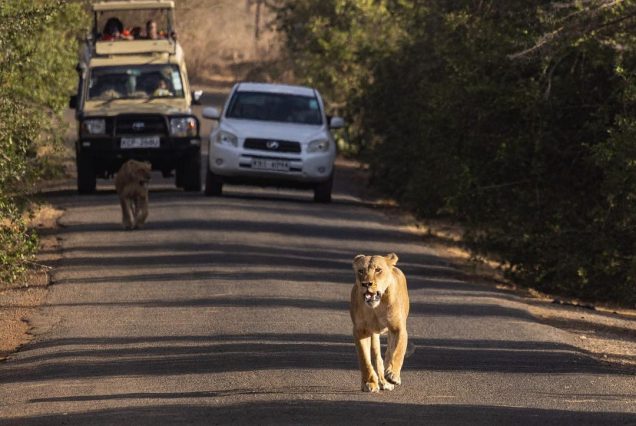 Nairobi national park with pack up safaris