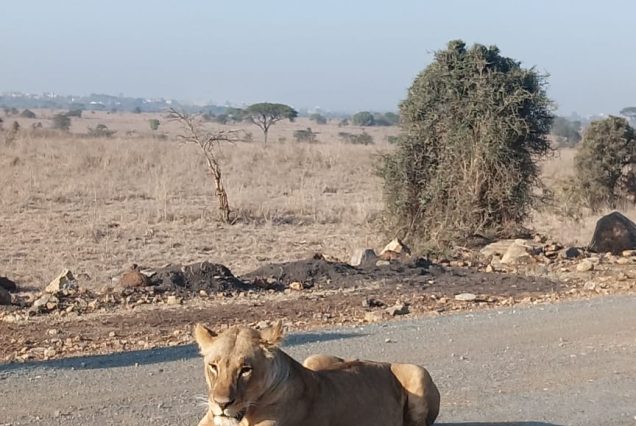 Nairobi park Experience