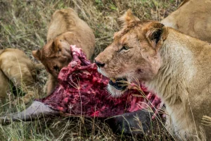 Nairobi National park weekend Group safari 