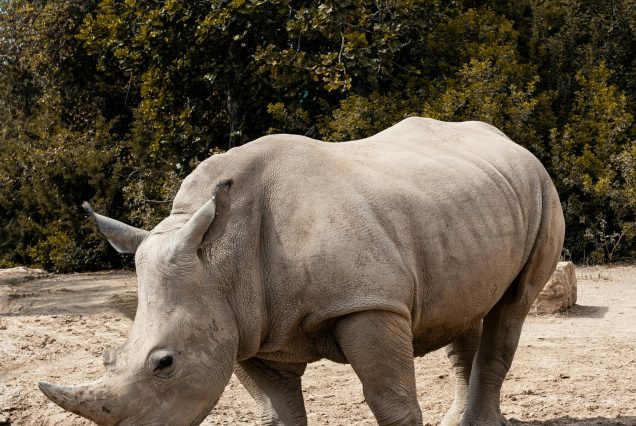 5 Days Safari Experience - Northern Malawi