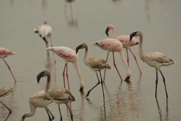 lake nakuru