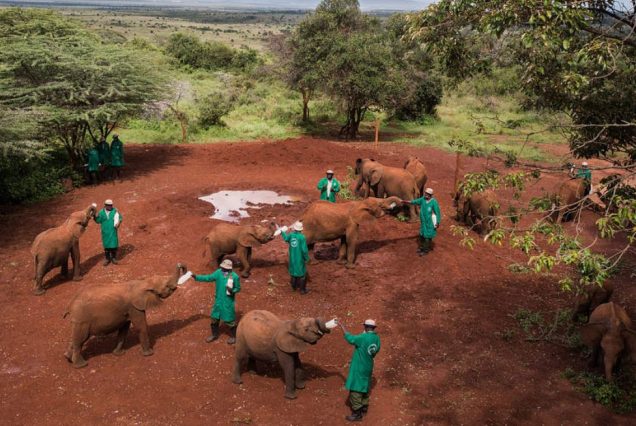David sheldrick visit