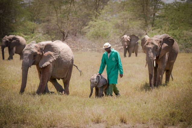 elephant orphanage projrcts
