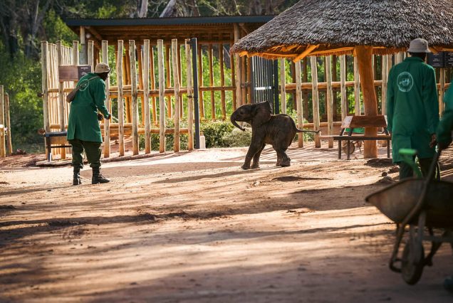 DAvid sheldrick elephant orphanage visit