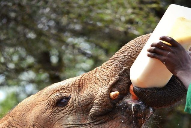 Elephant milk feeding