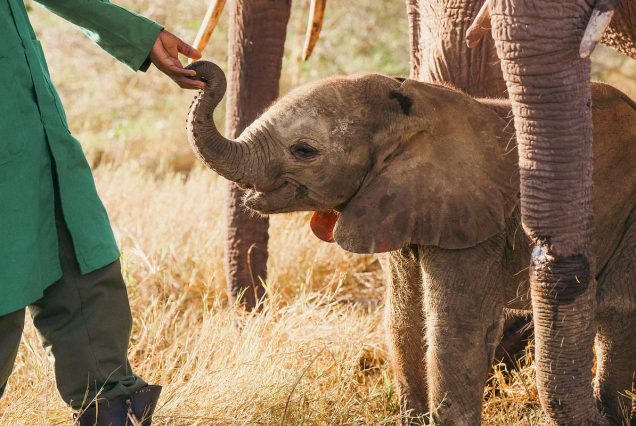 David sheldrick visit