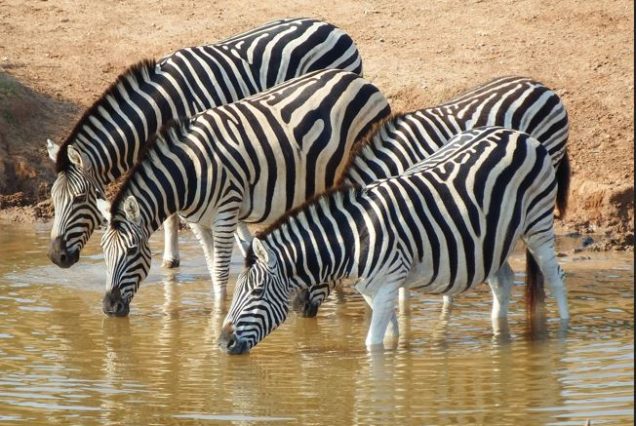samburu private safari