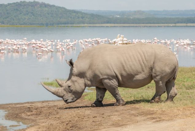 Private safari masai mara/lake nakuru