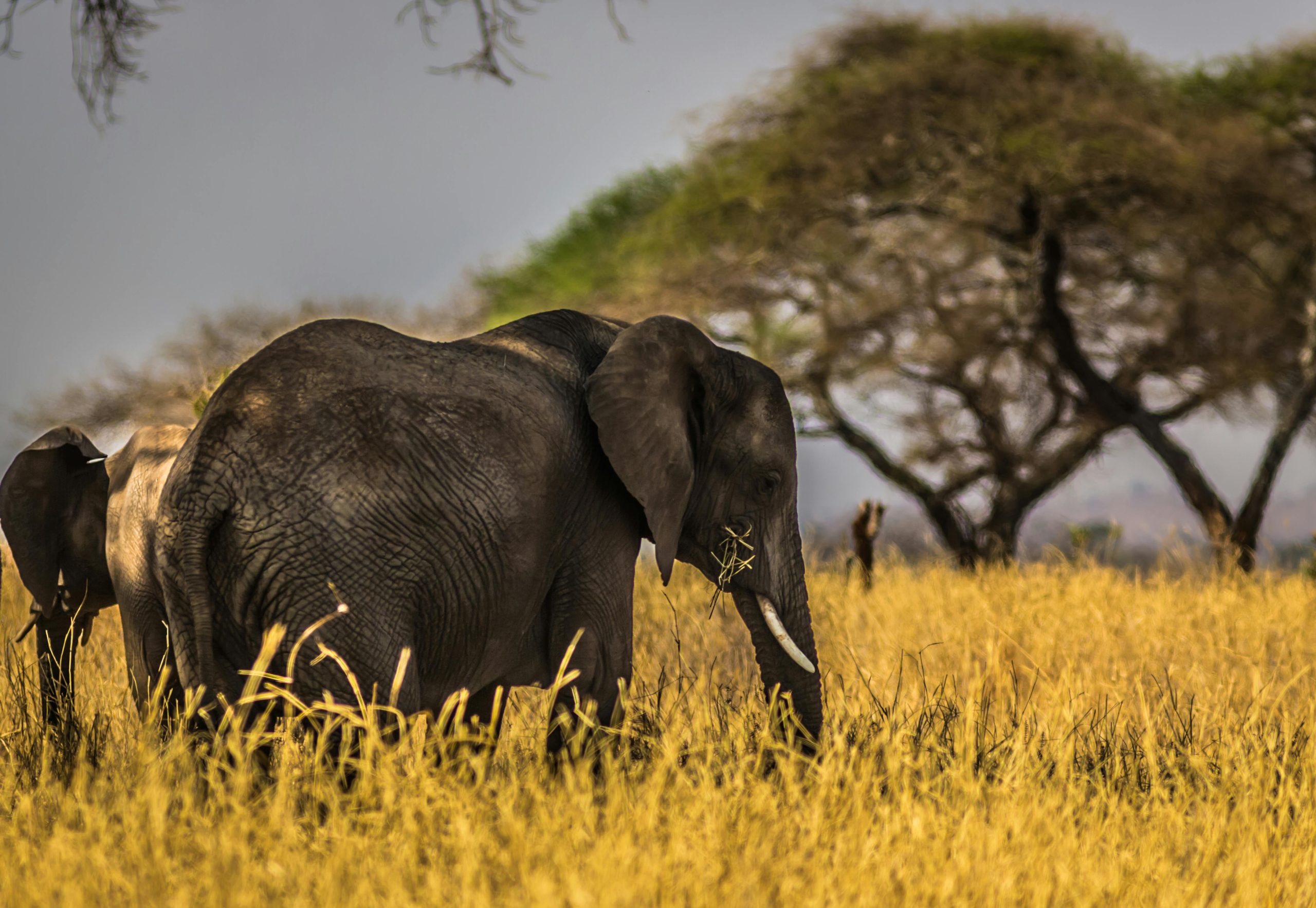 packupsafaris.com