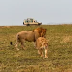 kenya tanzania safari experiences