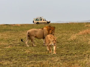 kenya tanzania safari experiences