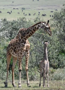 Nairobi National Park private Safari