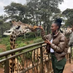 Nairobi giraffe visit