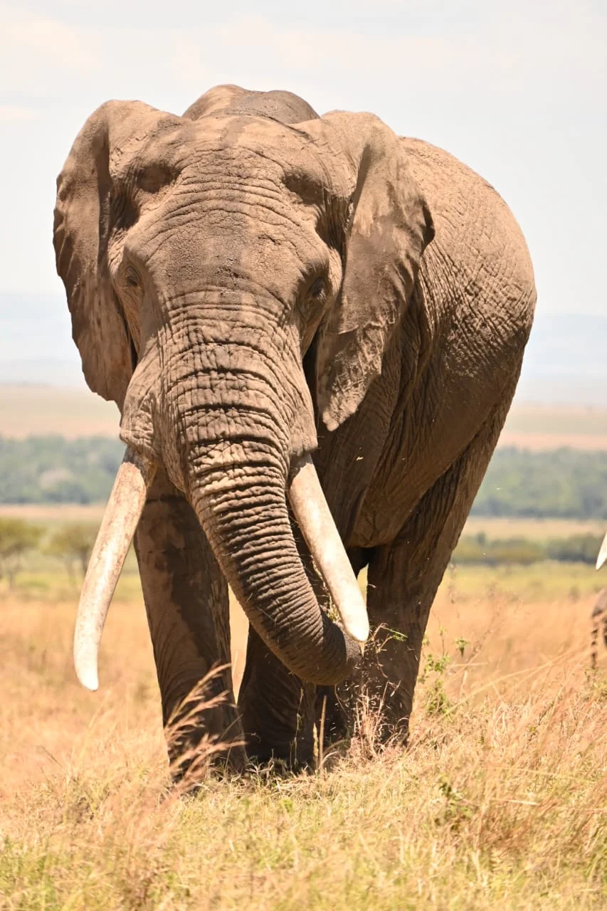 big five safari experiences