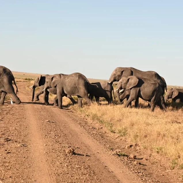Kenya Travel Expereinces