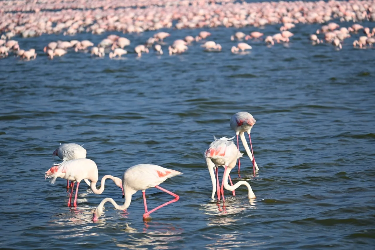 birding