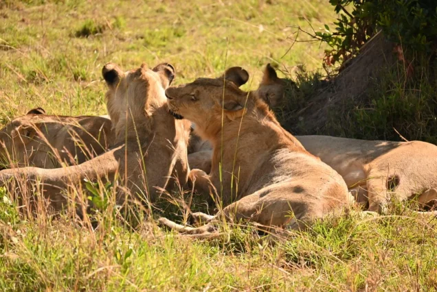 3-Day Luxury Serengeti Fly-In Safari | Direct Bush Flights