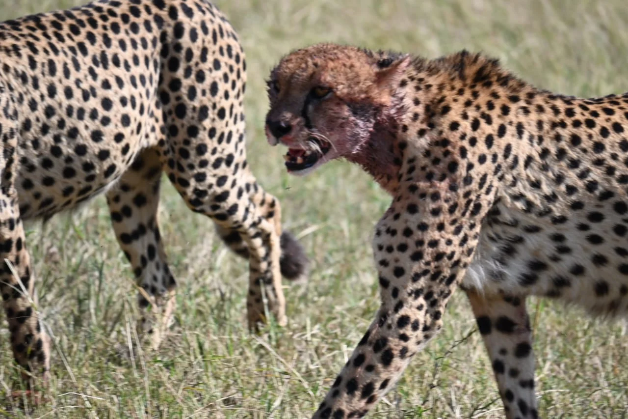 Best kenya safari experiences