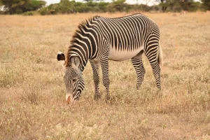 Kenya & Tanzania safari