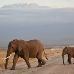 3 days Amboseli safari from Nairobi