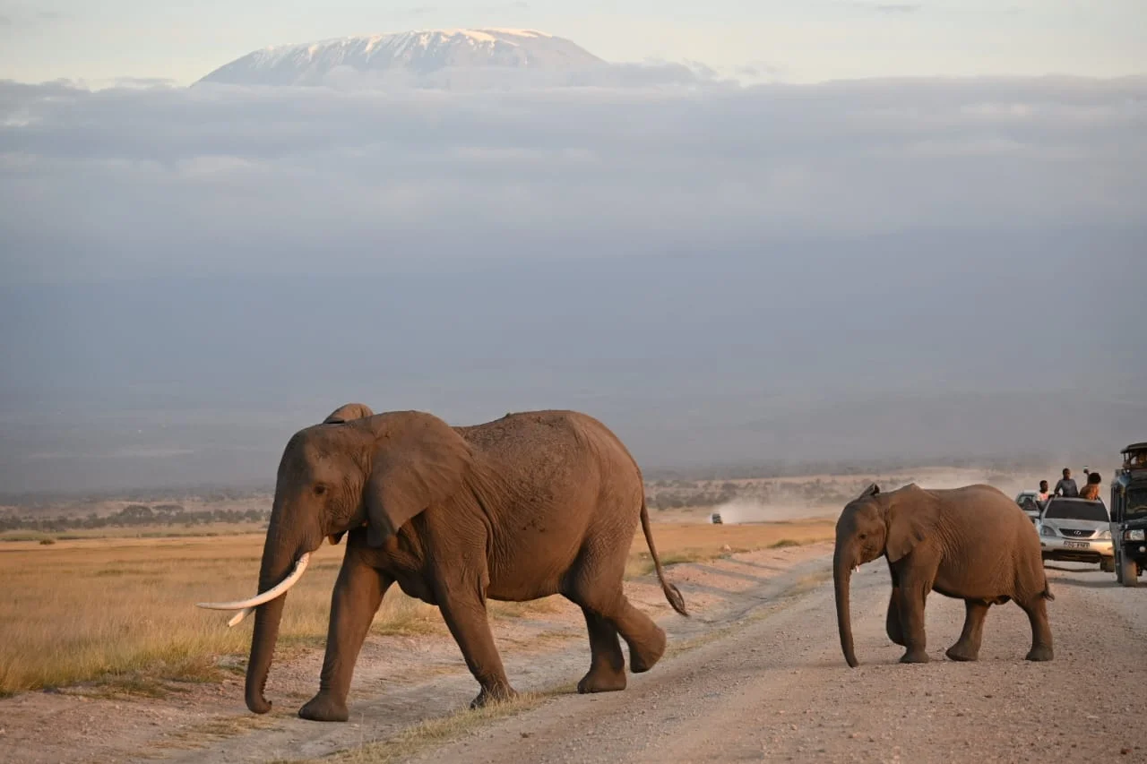 3 days Amboseli safari from Nairobi
