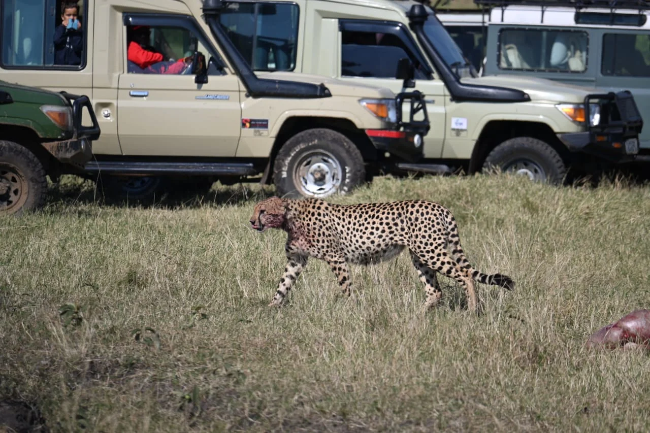 Best of kenya safari