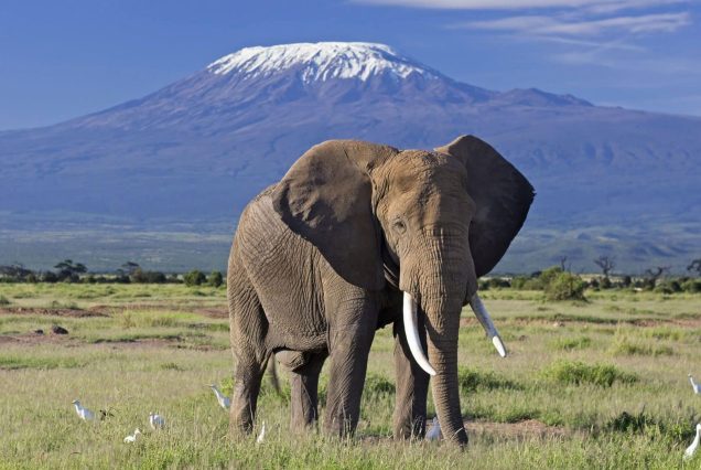 10 Days - Kenya & Tanzania Bush Experience