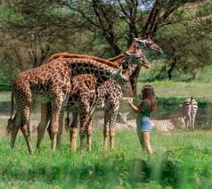 Serval wildlife - Pack up